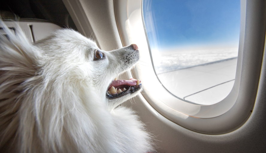 private jet for pet