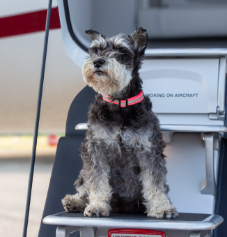 Dog in airport for Private pet flights 